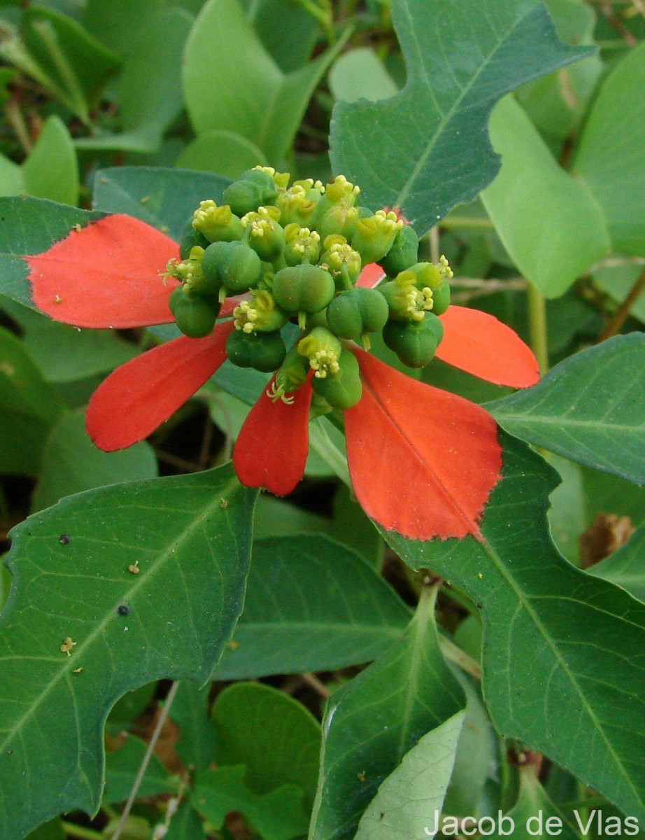 Euphorbia cyathophora Murray